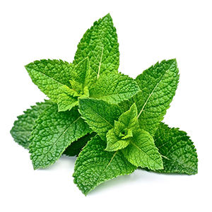 Aceite esencial de menta de maíz natural puro 100% para aromaterapia y cuidado de la piel - Product Image 4