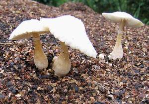 ถุงไม้ไผ่500กก. เปลือกกาแฟดิบเชื้อเพลิงชีวมวลแกลบแกลบเม็ดมะม่วงหิมพานต์ส่งตรงจากเวียดนามผู้จำหน่าย - Product Image 5