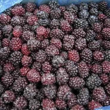 Neue Saison IQF Frozen Blackberries Früchte