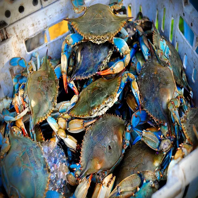 Crabe de natation bleu frais, nouveau, meilleures ventes, 2020