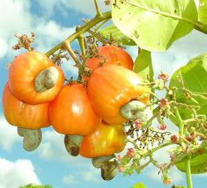 BON CHOIX de COQUILLE DE NOIX DE CAJOU/ COQUILLE DE NOIX DE CAJOU EN POUDRE - HELEN +84374288086 - Product Image 1