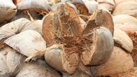 Fiber de coco en noix de coco naturelle, Vdelta, Fiber en coco/Ms, bura: 84 918 509071