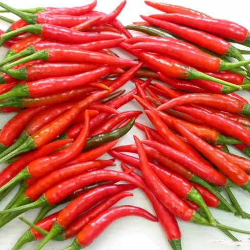 Fresh Chilli Fresh 2021 New Crop FRESH RED CHILLI Hot Spicy Buyer Small Fresh Chili From Vietnam