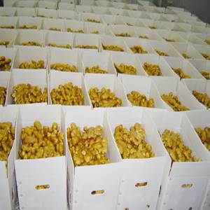 ราคาที่ดีที่สุดขิงสด/ขิงสายพันธุ์ธรรมชาติในเวียดนามจำนวนมาก - Product Image 6