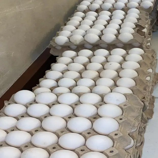 ताजा चिकन तालिका अंडे ब्राउन और सफेद खोल चिकन अंडे के लिए बेचने