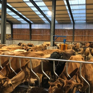 ร้อนขายแคนาดาก่อสร้างโครงสร้างเหล็กยาว-Span โครงสร้างเหล็กอาคาร/COW Shed - Product Image 1