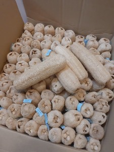 ใยบวบธรรมชาติดิบ,ใยบวบทั้งตัวมีหลายขนาดไม่ฟอกสีแข็งและอ้วนสำหรับตลาดเกาหลีราคาถูกที่สุดในเวียดนาม - Product Image 2