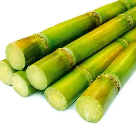 Сахарный тростник с высоким содержанием <span class=keywords><strong>сахара</strong></span>, высокое качество, топ продаж по низким ценам