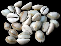 Coquillage naturel avec découpe, coquillage coupé et nettoyé, coquillage de cauris coupé en provenance du Vietnam pour votre collection 99GD