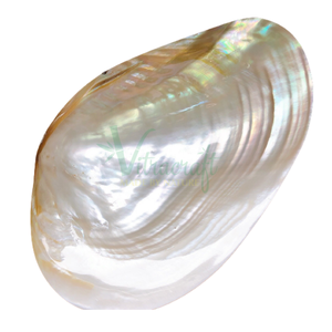 Plateau en nacre, plateau de Caviar, assiette en coquille, plateau en perles de haute qualité, plusieurs choix, fabriqué à la main, Vietnam, vente en gros - Product Image 5