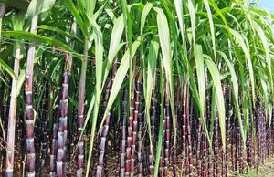 ¡La mejor calidad de caña de azúcar Stick/caña de azúcar a apriete agua de Viet Nam(Ms! Lee: + 84987731263) - Product Image 2