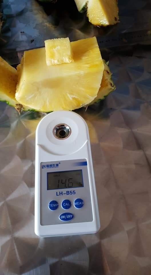 MD2 PINEAPPLE Vietnam 10 Kg GRADE 1 Natural Sweet FRESH YELLOW FLESH COMMON Cultivation 10-12 Cm with HACCP Certification