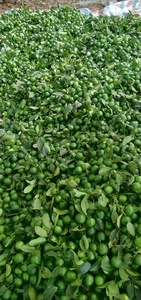 ที่มีคุณภาพสูงแช่แข็ง Calamansi สด Kumquat Calamansi สดจากเวียดนาม + 84947900124 - Product Image 5