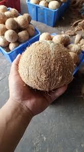 Noix de coco séchée entière BON PRIX DU VIETNAM - Product Image 4