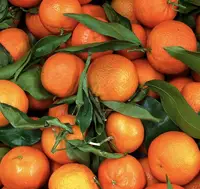 Grosir Kotak Karton 15Kg, Buah Oranye Mandarin untuk Jumlah Besar Harga Rendah Organik Pusar Segar