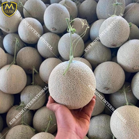 Grade Een Verse Rock Meloen Verse Muskus Meloen Met Goede Prijs Zoete Smaak Kartonnen Verpakking Oorsprong Vietnam Whatsapp 0084 981 144 196
