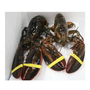 Frozen Lobster / Frozen Lobster Tails / Fresh Live Lobsters 8 Tons - Product Image 2