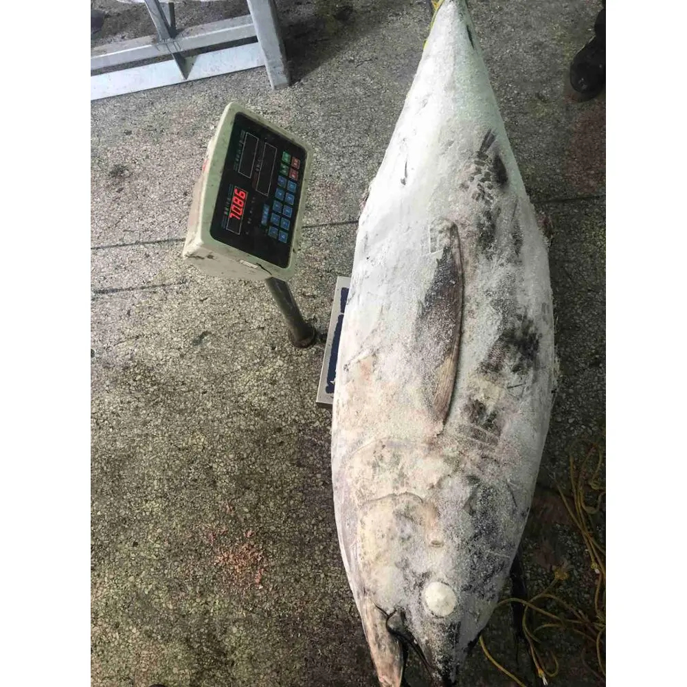 BQF Frozen Iqf Dompet Ikan Bonito Tuna, Tas Tangan Ringan Asli Paket Kemasan Searfrozen Sirip Kuning Tuna Bulat
