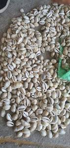 WHOLESALES COWRIES COWRY SHELLS - Product Image 5