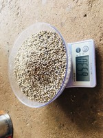 Meilleur prix pour poivre blanc séché en usine 630 GL, doublement lavé, traitement brut, directement du Vietnam Binh Phuoc, durée de conservation de 2 ans