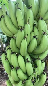 Cavenlavavajillas-fábrica de plátano + 84972678053 - Product Image 5