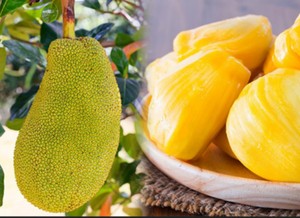 Jacquier bio congelé sans pépins de haute qualité du Vietnam-100% emballage en vrac de jacquier frais // Lionel TP + 84 348130044 - Product Image 4