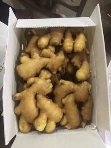 Jengibre Fresco Orgánico de Alta Calidad, 100% Puro y Natural, Jengibre Viejo de Sudáfrica, Venta al por Mayor por Tonelada - Product Image 2