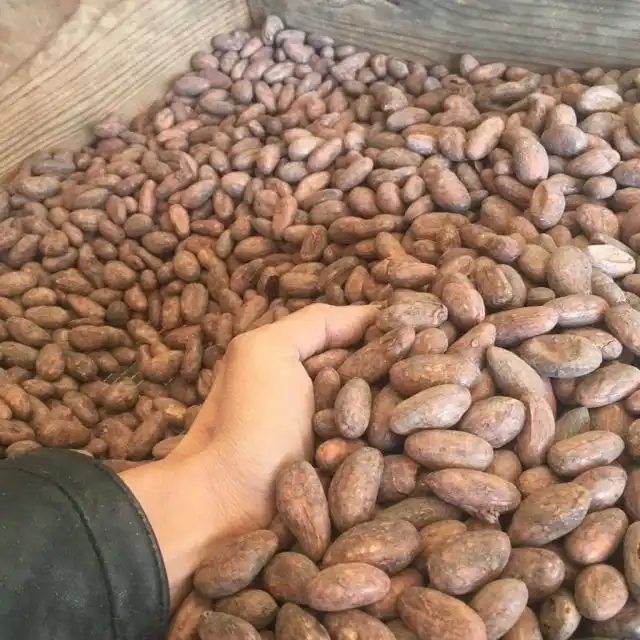 Pur Naturel De Cacao/Fèves DE CACAO Pour L'exportation en Allemagne.