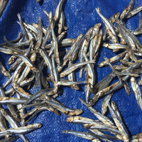 Anchois séchés de qualité supérieure - IQF surgelés en morceaux naturels - Emballage sous vide/sac/boîte - Linda W/S 0084 9289 322 607