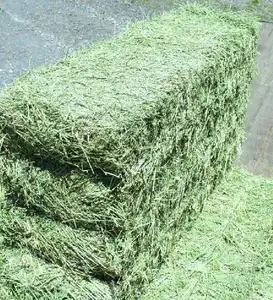 Premium Grade A Alfalfa Hay, Timothy Hay, Tierfutter in Südafrika