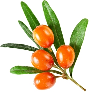 Huile de graines de baies d'argousier, prix de gros pour stimuler le système de Digestion - Product Image 3