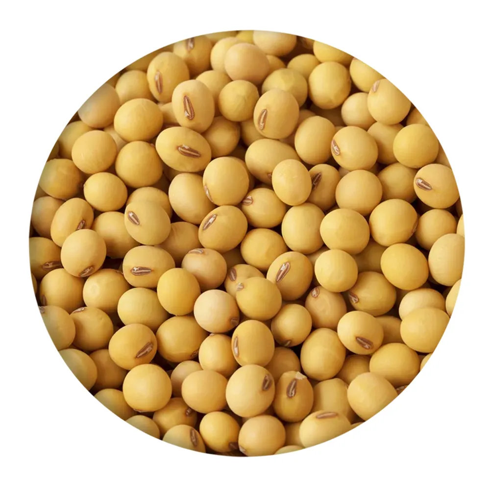 非GMO高品位高品質大豆生大豆穀物バッグ有機バルク大豆種子食品用