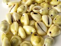Meilleur coquillage jaune cauris Peeli Kodi coquille Kaudi/gris cauri coquillages pour bijoux matériel fait à la main pas cher prix