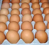 Fresh Chicken Table Eggs/Quail Eggs