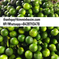Kualitas tinggi buah Calamansi jeruk segar Siap Dijual mirip dengan jeruk Bali