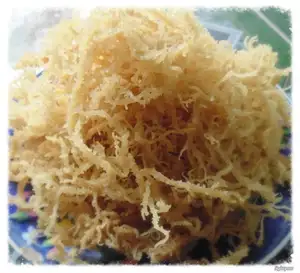 High Quality Sea Moss/Dried Eucheuma Cottonii Seaweed Best Price/ Ms. Lily +84 906 927 736