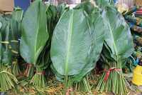 Feuilles de Dong fraîches de haute qualité pour gâteau Chung, provenant d'un fournisseur vietnamien, prix compétitif 2022