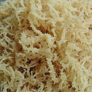 MUSGO DE MAR DE ALTA CALIDAD/EUCHEUMA COTTONII - Product Image 2