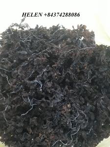 Algues Sargasses - KATIE +84795877933 - Product Image 3