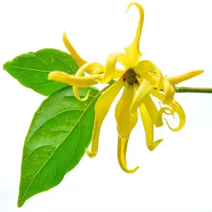 Ylang Ylang น้ำมันหอมระเหย100% ธรรมชาติบริสุทธิ์ Cananga น้ำมันหอมระเหย