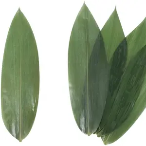 Hojas de Bambú de Alta Calidad, Grado de Exportación, de Vietnam - Product Image 1