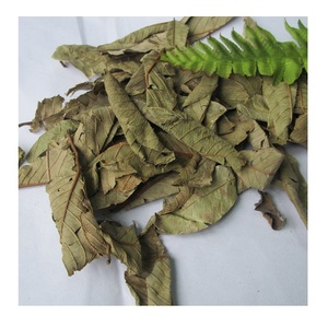 Hoja de Guava para té, 100% orgánica, seca, de Vietnam, precio barato, gran oferta, 2021 - Product Image 4