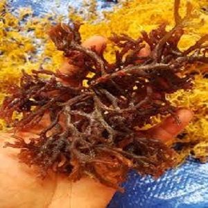 GEL de musgo de mar con sabor, GEL de musgo de mar/hiedra + 84977157110 - Product Image 5