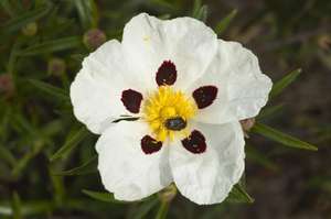 Résine de labdanum, huile essentielle pure pour la fabrication de parfums, ingrédients de haute qualité avec distillation à la vapeur - Product Image 2