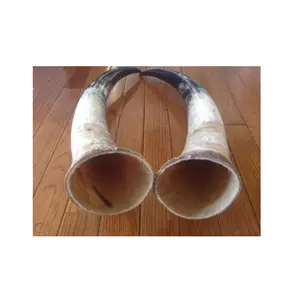pair horn Natural black horn color with Raw ox cow Raw horn for sale for large size and home decorative