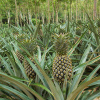 Excellente capacité md2 ananas