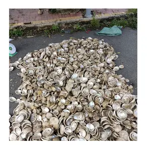 Raw Abalone Shell - Wholesale Suppliers- Multicolor Abalone Shell ( [Ws0084587176063]