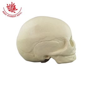 Modelo de Cráneo Fetal, Huesos de Recién Nacido de Alta Calidad, Cráneo de Bebé para Prácticas Clínicas de Ciencias Médicas, Modelo de Cráneo Humano - Product Image 5