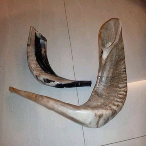 Claxon de Ram Natural/cuerno de oveja, cantidad a granel disponible para la venta - Product Image 6