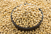 Exportateurs en gros de soja OGM et non OGM
